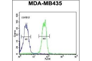 BTNL8 Antibody (Center) (ABIN651202 and ABIN2840129) flow cytometric analysis of MDA-M cells (right histogram) compared to a negative control cell (left histogram). (BTNL8 Antikörper  (AA 257-285))