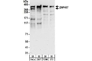 anti-Zinc Finger Protein 407 (ZNF407) (AA 2198-2248) antibody