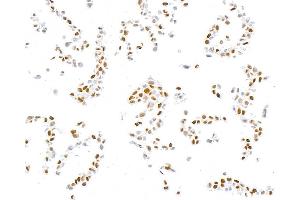 Immunocytochemistry (ICC) image for anti-Sp1 Transcription Factor (SP1) (AA 250-300) antibody (ABIN7795787)