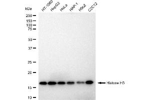 Western blotting analysis using Histone H3 antibody (ABIN7798968).