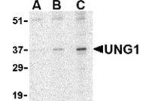 Western blot analysis of UNG1 in C2C12 cell lysate with this product at (A) 0. (UNG Antikörper  (N-Term))