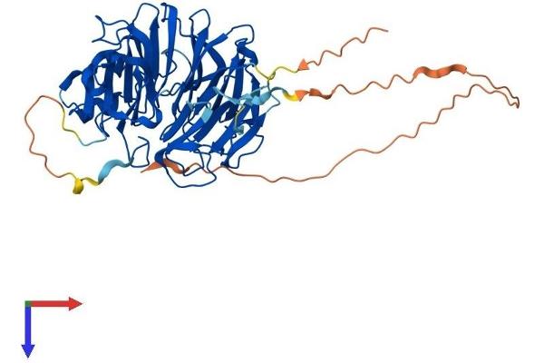 SERGEF Protein (AA 1-464) (His tag)