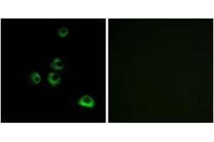 Immunofluorescence analysis of MCF7 cells, using OR2M7 Antibody. (OR2M7 Antikörper  (AA 241-290))