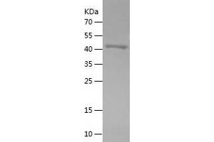Western Blotting (WB) image for Oxidative Stress Induced Growth Inhibitor 1 (OSGIN1) (AA 212-477) protein (His-IF2DI Tag) (ABIN7124286) (OSGIN1 Protein (AA 212-477) (His-IF2DI Tag))