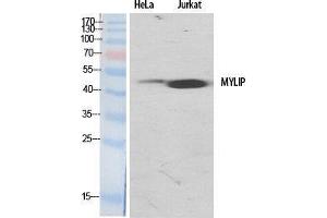 Western Blot (WB) analysis of specific cells using MYLIP Polyclonal Antibody. (MYLIP Antikörper  (Internal Region))