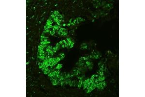 IF analysis of APEX1 using anti-APEX1 antibody (ABIN3043785). (APEX1 Antikörper  (AA 2-318))