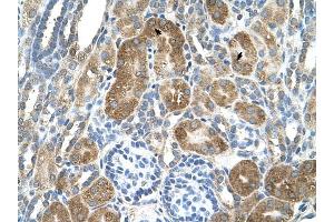 C6ORF21 antibody was used for immunohistochemistry at a concentration of 4-8 ug/ml to stain Epithelial cells of renal tubule (arrows) in Human Kidney. (LY6G6F Antikörper  (N-Term))