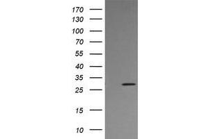 Image no. 2 for anti-Kallikrein 8 (KLK8) antibody (ABIN1498973)
