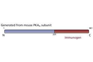 Image no. 3 for anti-CAMP-Dependent Protein Kinase R1 (PKA-R1) (AA 225-381) antibody (ABIN967791) (CAMP-Dependent Protein Kinase R1 (PKA-R1) (AA 225-381) Antikörper)