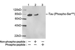 Western blot analysis of phosphorylated recombinant human Tau protein, stimulated by GSK3beta, using Rabbit Anti-Tau (Phospho-Ser409) Polyclonal Antibody (ABIN398574) Lane 1: Rabbit Anti-Tau (Phospho-Ser409) Polyclonal Antibody Lane 2: Rabbit Anti-Tau (Phospho-Ser409) Polyclonal Antibody pre-incubated with nonphoshpo-peptideLane 3: Rabbit Anti-Tau (Phospho-Ser409) Polyclonal Antibody pre-incubated with phoshpo-peptideSecondary Antibody: Goat Anti-Rabbit IgG (H&L) [HRP] (ABIN398323) The signal was developed with LumiSensorTM HRP Substrate Kit (ABIN769939) (tau Antikörper  (pSer409))