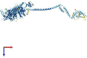 AlphaFold protein structure predicition of Mouse Recombinant Myo1h Protein, UniprotID Q9D6A1