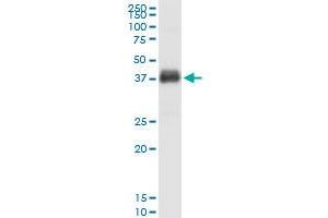 Immunoprecipitation (IP) image for anti-Fc Fragment of IgG, Low Affinity IIb, Receptor (CD32) (FCGR2B) (AA 1-310) antibody (ABIN515565)