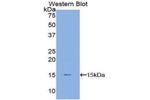 Western Blotting (WB) image for anti-Cystatin B (Stefin B) (CSTB) (AA 1-98) antibody (ABIN1077970) (CSTB Antikörper  (AA 1-98))