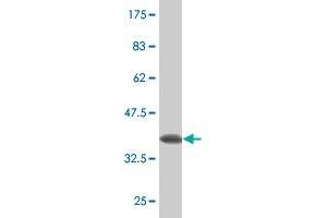 Western Blot detection against Immunogen (33. (Claudin 16 Antikörper  (AA 1-73))