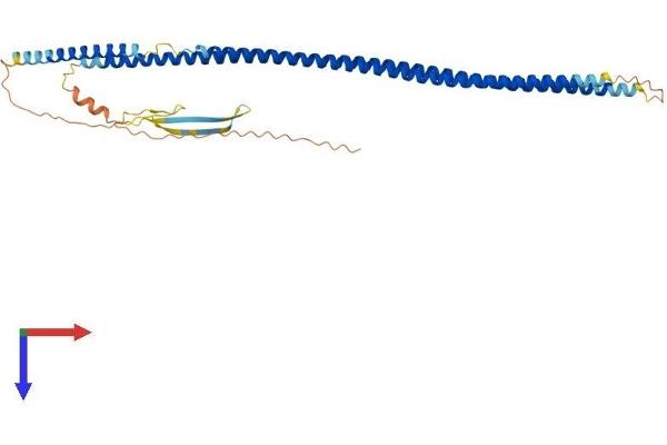 KRT20 Protein (AA 1-424) (His tag)