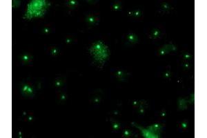 Anti-PGAM2 mouse monoclonal antibody (ABIN2454928) immunofluorescent staining of COS7 cells transiently transfected by pCMV6-ENTRY PGAM2 (RC200701). (PGAM2 Antikörper)