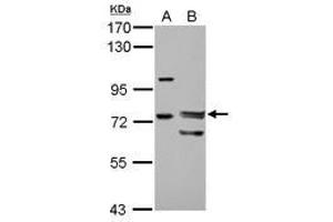 Image no. 1 for anti-Forkhead Box P4 (FOXP4) (AA 1-275) antibody (ABIN1498307)
