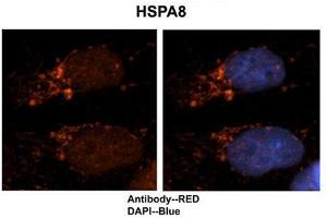 Researcher: Dr. (Hsc70 Antikörper  (N-Term))