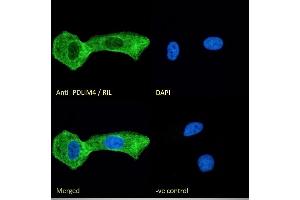 (ABIN185168) Immunofluorescence analysis of paraformaldehyde fixed U2OS cells, permeabilized with 0.