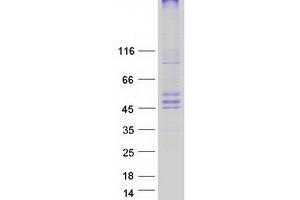 Validation with Western Blot (CERS6 Protein (Myc-DYKDDDDK Tag))
