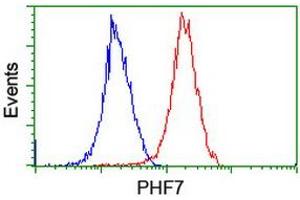 Image no. 16 for anti-PHD Finger Protein 7 (PHF7) (AA 155-381) antibody (ABIN1490975) (PHF7 Antikörper  (AA 155-381))