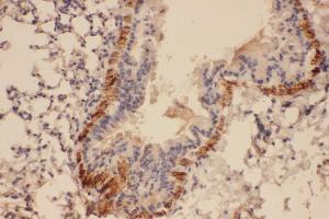 Anti-Collagen IV antibody, IHC(P) IHC(P): Mouse Lung Tissue (COL4a2 Antikörper  (C-Term))