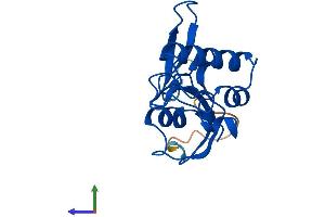 Protein Structure (PS) image for Peptidylprolyl Cis/trans Isomerase, NIMA-Interacting 1 (PIN1) (AA 1-165) protein (His tag) (ABIN7565131)