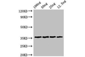 Western Blot Positive WB detected in Recombinant protein All lanes: ANXA13 antibody at 3 μg/mL Secondary Goat polyclonal to rabbit IgG at 1/50000 dilution predicted band size: 36 kDa observed band size: 36 kDa (Annexin A13 Antikörper  (AA 2-316))