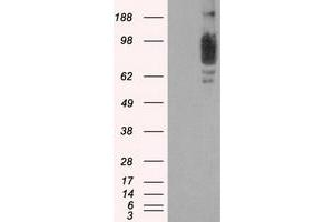 Western Blotting (WB) image for anti-SCY1-Like 3 (SCYL3) antibody (ABIN1500836) (SCYL3 Antikörper)