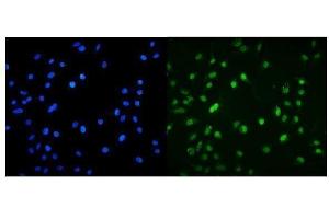 IF analysis of MNT using anti-MNT antibody (ABIN7601555).