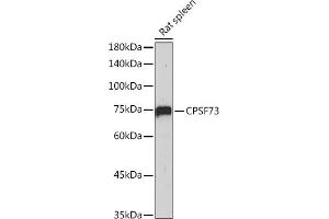 Western blot analysis of extracts of Rat spleen, using CPSF73 antibody (ABIN3015868, ABIN3015869, ABIN1679207, ABIN1679208 and ABIN7101452) at 1:1000 dilution. (CPSF3 Antikörper)