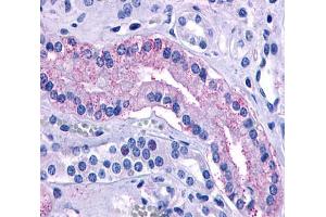 Anti-AVPR2 antibody  ABIN1048335 IHC staining of human kidney, renal tubules. (AVPR2 Antikörper  (Cytoplasmic Domain))
