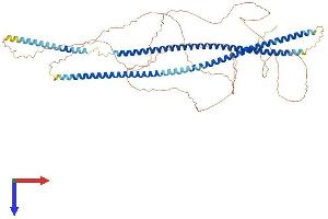 Keratin 2 Protein (KRT2) (AA 1-707) (His tag)
