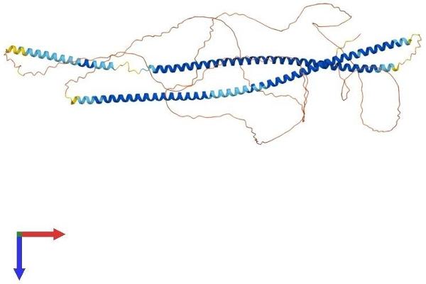 Keratin 2 Protein (KRT2) (AA 1-707) (His tag)