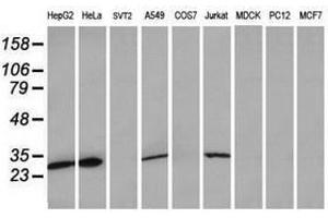 Image no. 12 for anti-Mitochondrial Ribosomal Protein S34 (MRPS34) antibody (ABIN1499567) (MRPS34 Antikörper)