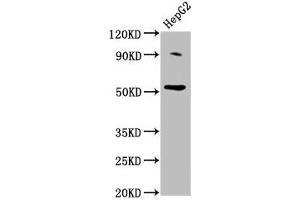 Western Blot Positive WB detected in: HepG2 whole cell lysate All lanes: U2AF2 antibody at 2 μg/mL Secondary Goat polyclonal to rabbit IgG at 1/50000 dilution Predicted band size: 54 kDa Observed band size: 54 kDa (U2AF2 Antikörper  (AA 124-246))