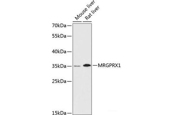 MRGPRX1 Antikörper