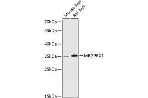 Western blot analysis of extracts of various cell lines using MRGPRX1 Polyclonal Antibody at dilution of 1:3000. (MRGPRX1 Antikörper)