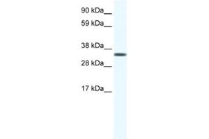 Western Blotting (WB) image for anti-Transcription Elongation Factor A Protein 1 (TCEA1) antibody (ABIN2461479) (TCEA1 Antikörper)