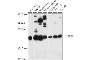 Western blot analysis of extracts of various cell lines, using TMED2 antibody (ABIN7270943) at 1:1000 dilution.