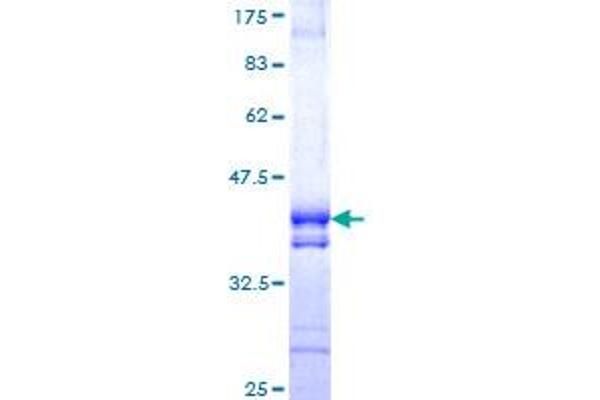 NPLOC4 Protein (AA 1-109) (GST tag)