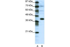 WB Suggested Anti-JUN Antibody Titration:  1. (C-JUN Antikörper  (N-Term))