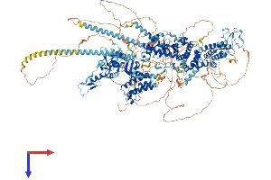BAZ1A Protein (AA 1-1555) (His tag)