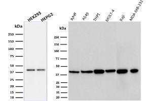 ABIN6383847 to PD-L1 was successfully used to stain an approx. (PD-L1 Antikörper  (Extracellular Domain))
