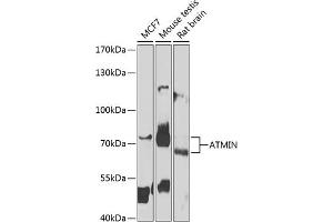 Western blot analysis of extracts of various cell lines, using ATMIN antibody (ABIN6131069, ABIN6137283, ABIN6137284 and ABIN6223095) at 1:1000 dilution. (ATM Interactor Antikörper  (AA 160-360))