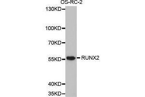 Western blot analysis of extracts of OS-RC-2 cell lines, using RUNX2 antibody. (RUNX2 Antikörper  (AA 242-521))