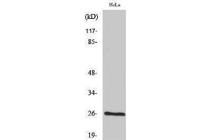 Western Blotting (WB) image for anti-Breast Carcinoma Amplified Sequence 2 (BCAS2) (C-Term) antibody (ABIN3183492) (BCAS2 Antikörper  (C-Term))