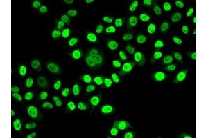 Immunofluorescence (IF) image for anti-NUDC (AA 1-331) antibody (ABIN6144924)