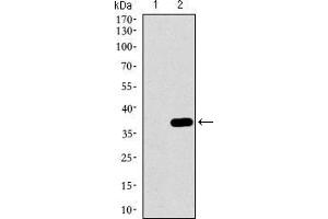 Western blot analysis using MAPK14 mAb against HEK293 (1) and MAPK14 (AA: 299-360)-hIgGFc transfected HEK293 (2) cell lysate. (MAPK14 Antikörper  (AA 299-360))