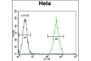 RARA Antibody (C-term) (ABIN657770 and ABIN2846746) flow cytometric analysis of Hela cells (right histogram) compared to a negative control cell (left histogram). (Retinoic Acid Receptor alpha Antikörper  (C-Term))